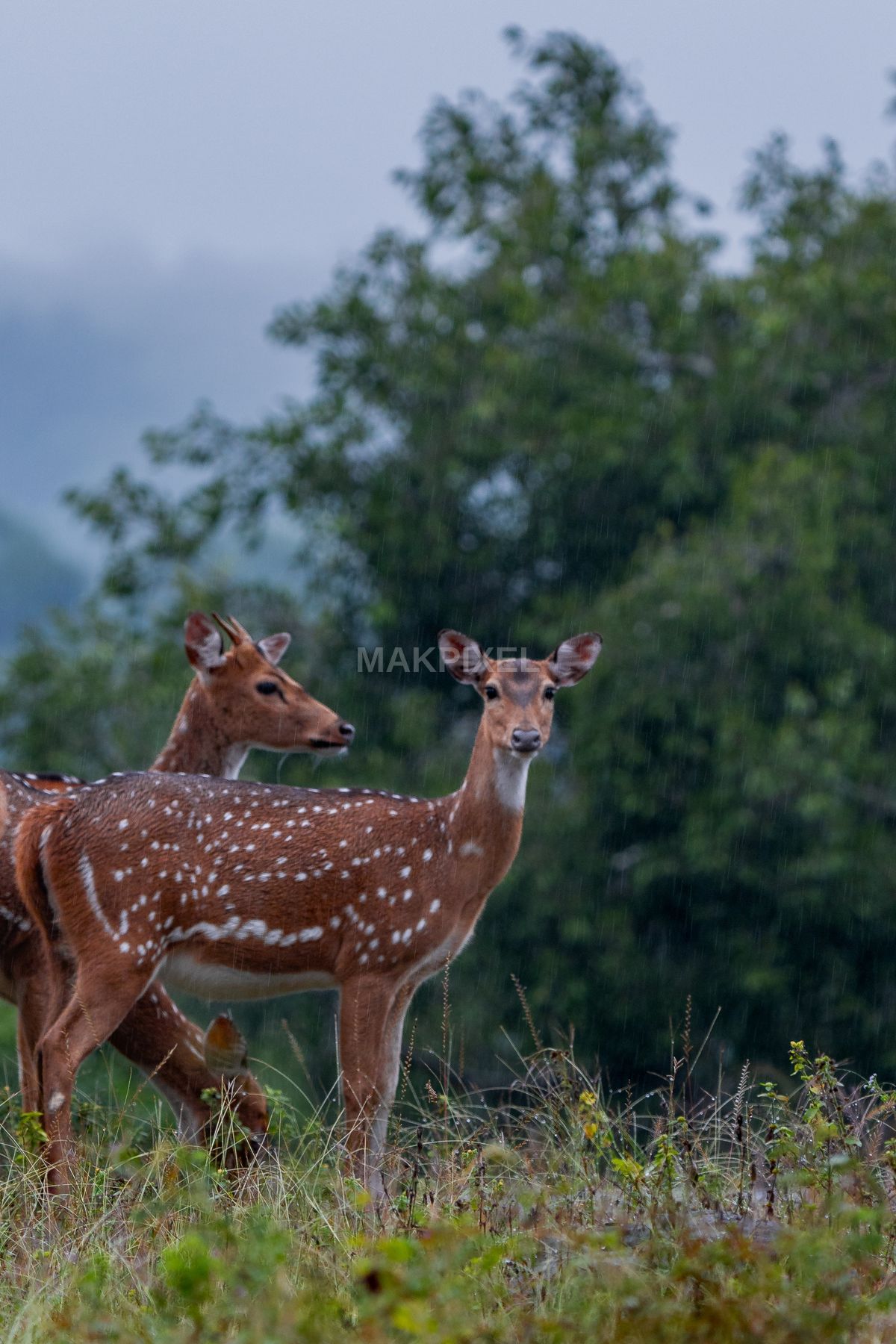 Spotted Deer Monsoon Rain, Mudumalai Forest Indian Wildlife - 2571×3857 stock photo