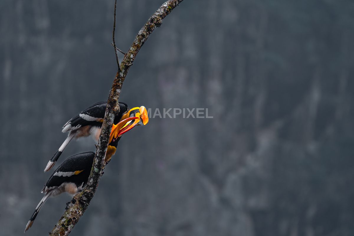 Close-up Photograph Bird Perched Branch. Bird Colorful - 5364×3576 stock photo