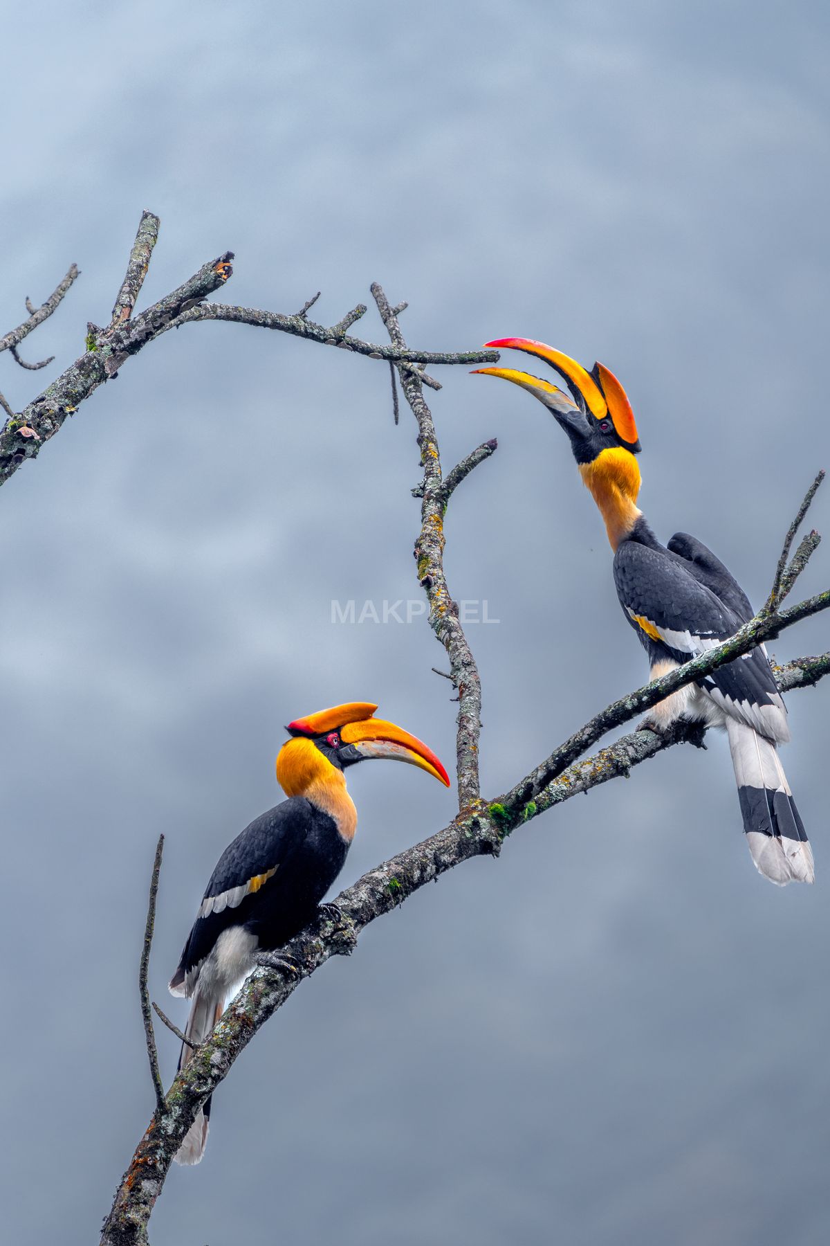 Pair Great Indian Hornbills Branch, Nilgiris Great Indian - 4552×6828 stock photo