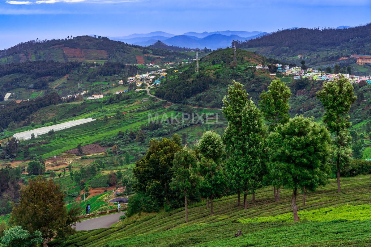 Tea Estates and Village in Nilgiris Hills, Ooty – Stunning Green - 7008×4672 stock photo