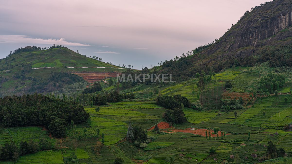 Verdant Hill Slopes Plantations, Ooty Nilgiris Serene - 7008×3942 stock photo