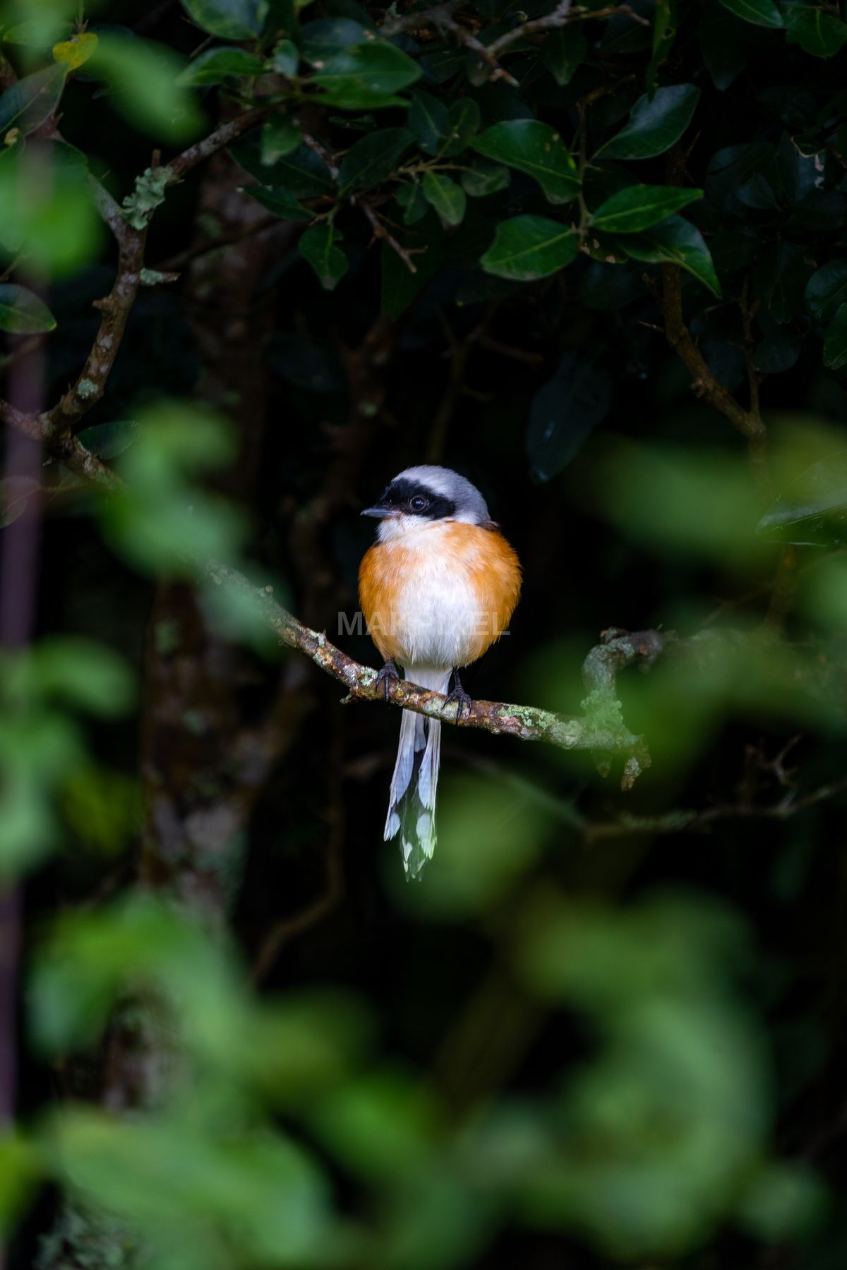 Long-tailed Shrike Branch, Ooty Colorful Forest Bird, - 4672×7008 stock photo