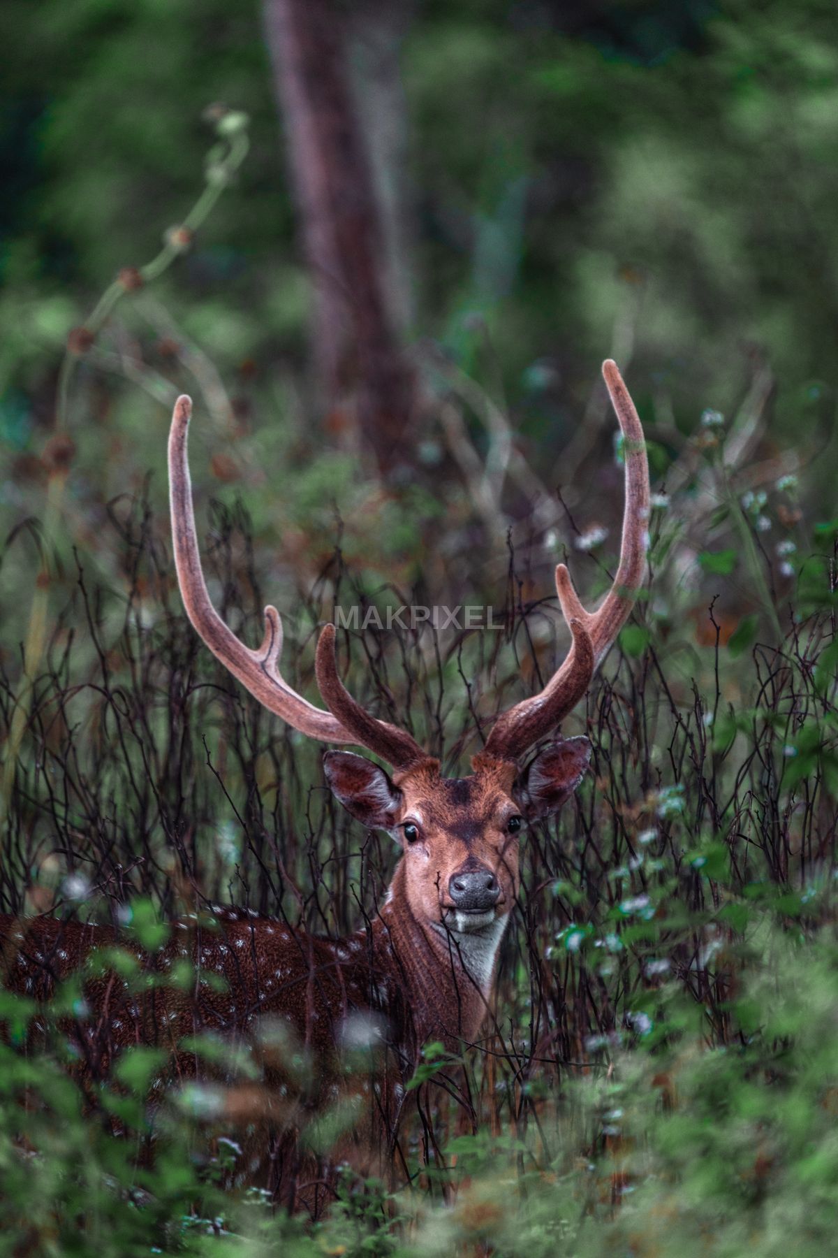 Spotted Deer with Velvet Antlers in Masinagudi Forest – Majestic India - 4672×7008 stock photo