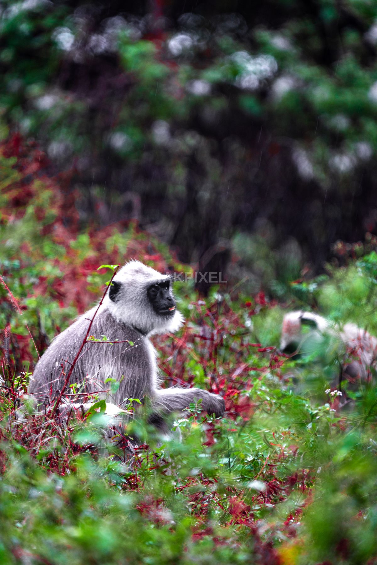 Gray Langur Monkey in Colorful Forest, Masinagudi – Wild Indian - 4672×7008 stock photo