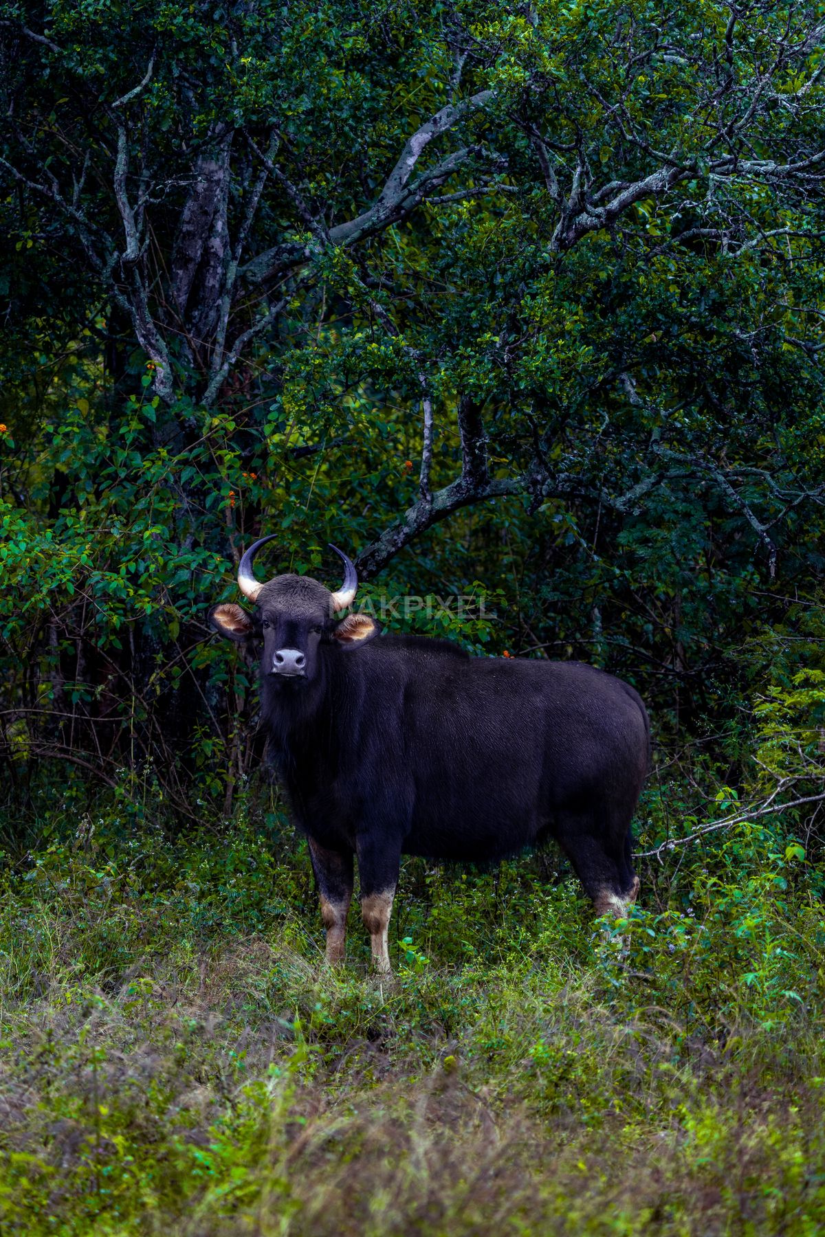 Indian Gaur (Bison) in Mudumalai Forest, Ooty – Wild Bovidae - 4575×6863 stock photo