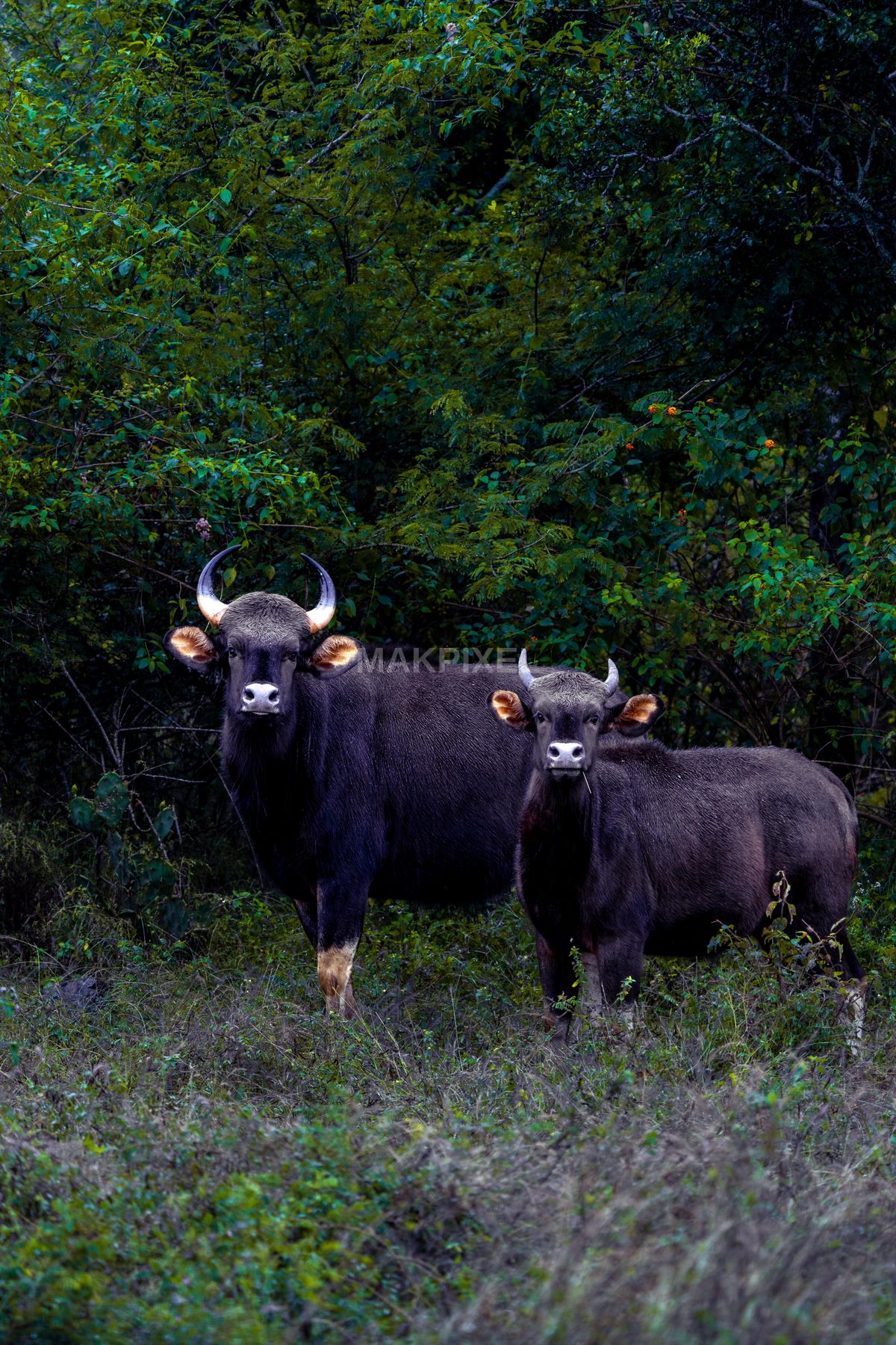 Indian Gaur Family in Dense Ooty Forest  Wild Bison Bovidae, Mudumalai - 4672×7008 stock photo
