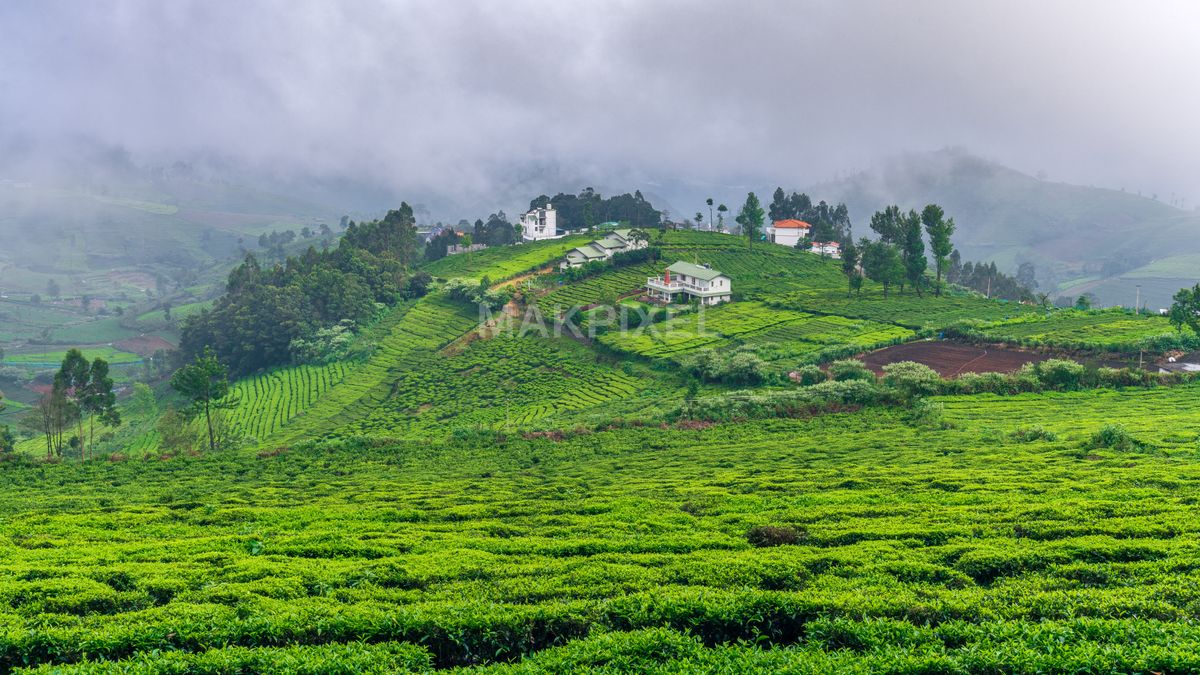 Misty Tea Plantations in Nilgiris, Ooty – Lush Green Fields, Scenic - 7008×3942 stock photo