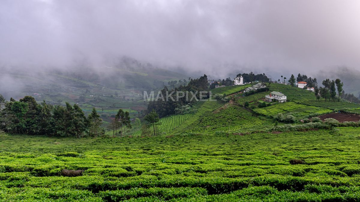 Misty Tea Plantations in Nilgiris, Ooty - 4994×2809 stock photo