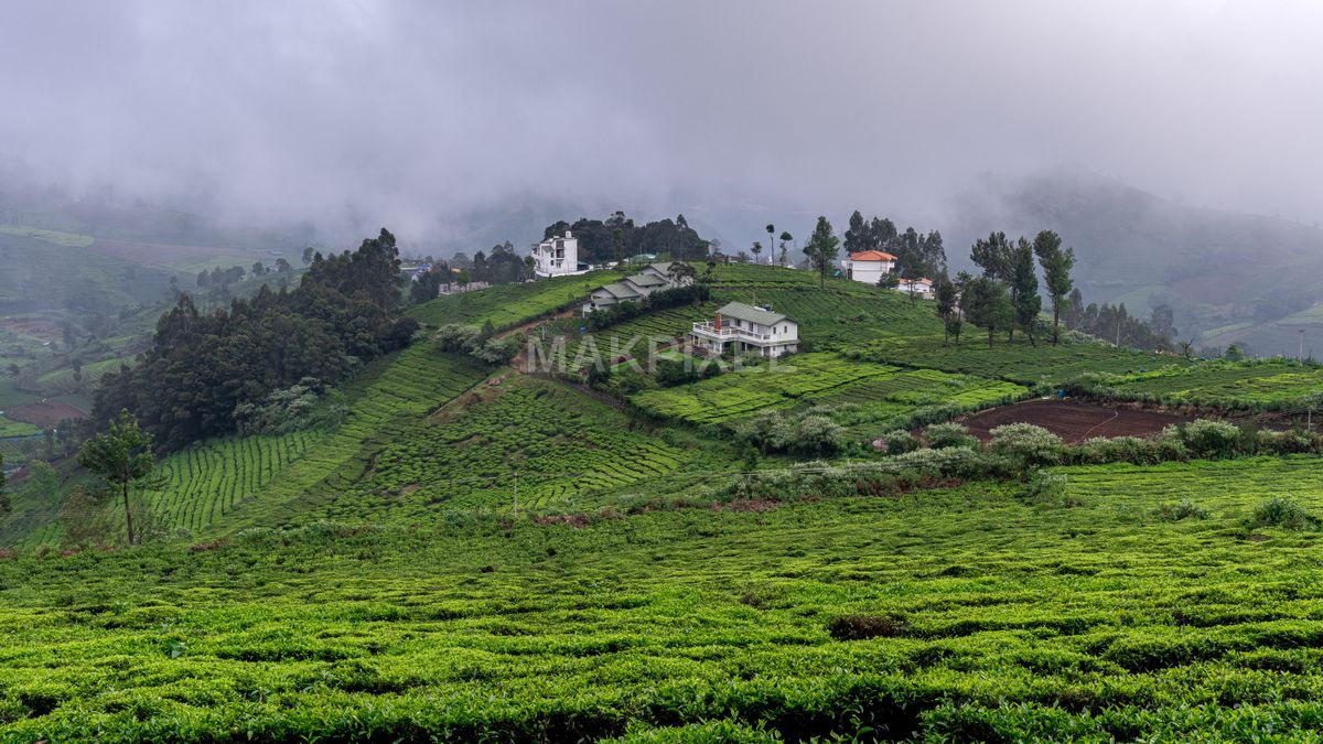 Misty Green Estates Ooty, Nilgiris Serene Landscape Estate - 6102×3432 stock photo