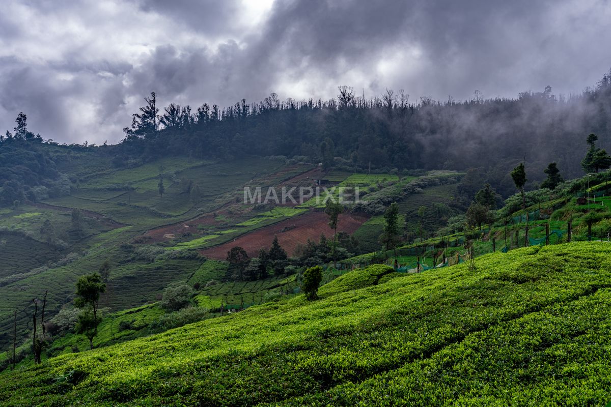 Dramatic Monsoon Clouds Over Ooty Tea Plantations – Lush Green Slopes - 7008×4672 stock photo