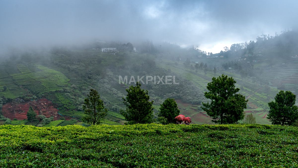Misty Ooty Tea Gardens with  Monsoon Green Hills, Plantation Landscape - 6315×3552 stock photo