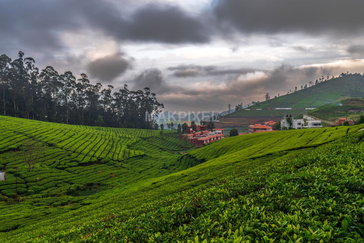 Sunrise Over Ooty Tea Estates – Rolling Green Hills, Dramatic Clouds - 6988×4659 stock photo