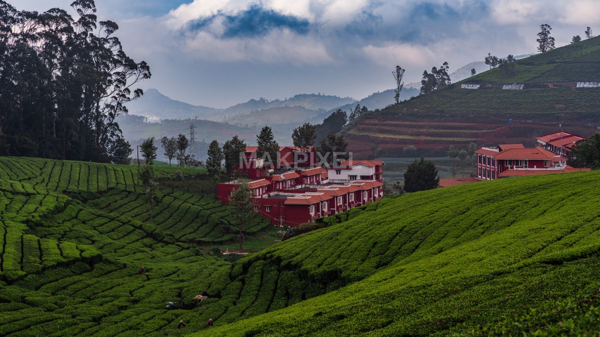 Red Buildings in Misty Ooty Tea Fields – Terraced Plantations - 7008×3942 stock photo