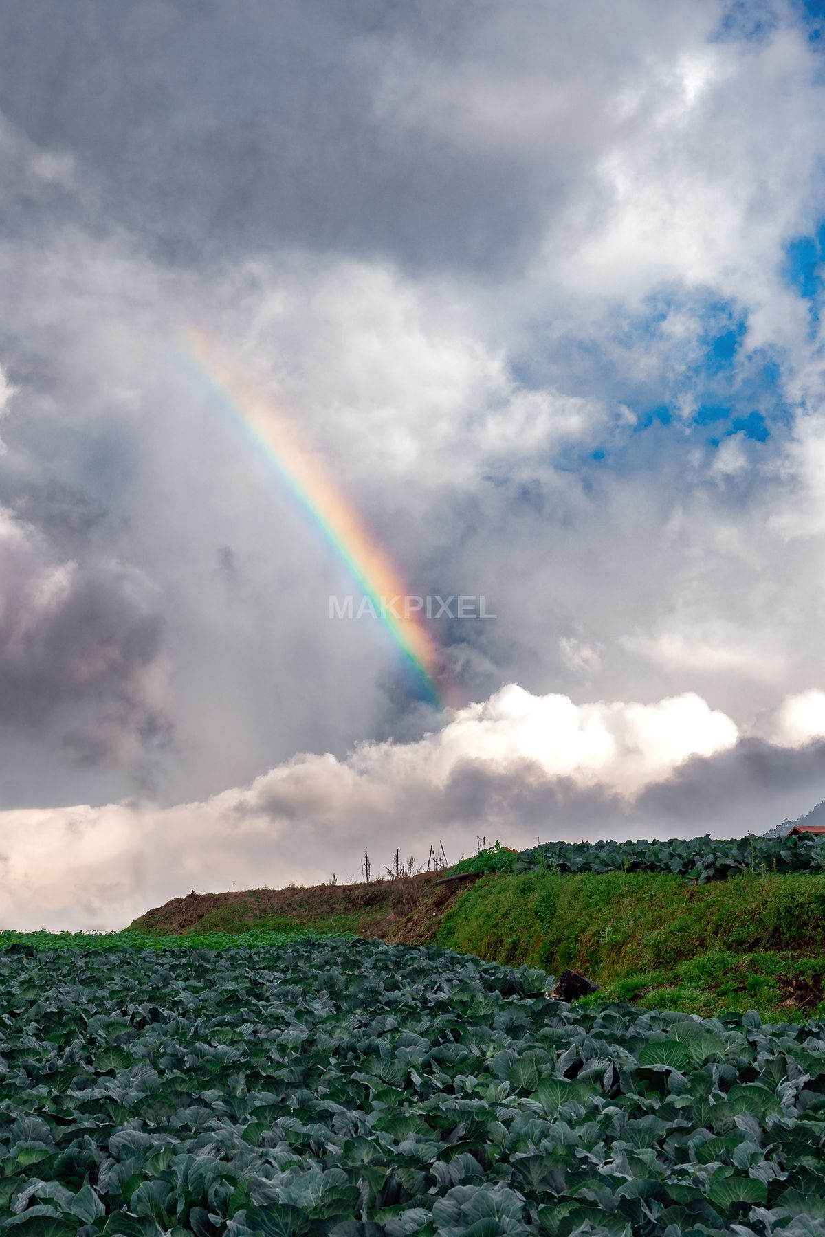 Rainbow Over Cabbage Farm, Ooty – Monsoon Clouds, Green Fields - 3025×4537 stock photo