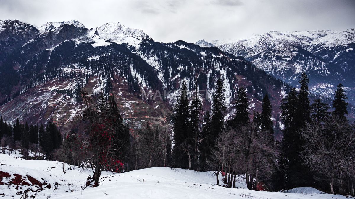 Snowy Pine Cedar Forest Himalayan Mountain Winter Landscape - 5510×3099 stock photo