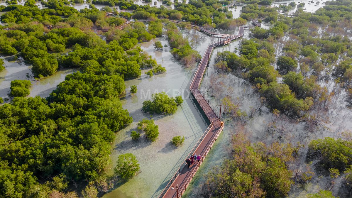 Jubail Mangrove Park Aerial Boardwalk Walkway Lagoon Forest - 3925×2208 stock photo