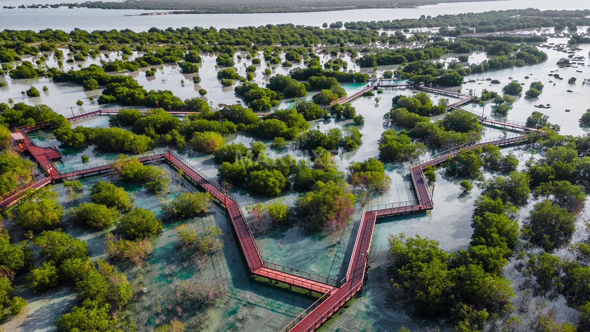 Jubail Mangrove Park Areal View | Expansive Boardwalk Wetland Forest - 3746×2107 stock photo