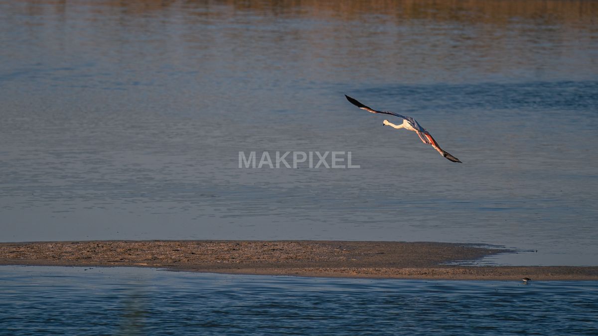 Flamingo in Flight at Al Wathba Wetland Reserve | Pink Bird Over Water - 3930×2211 stock photo
