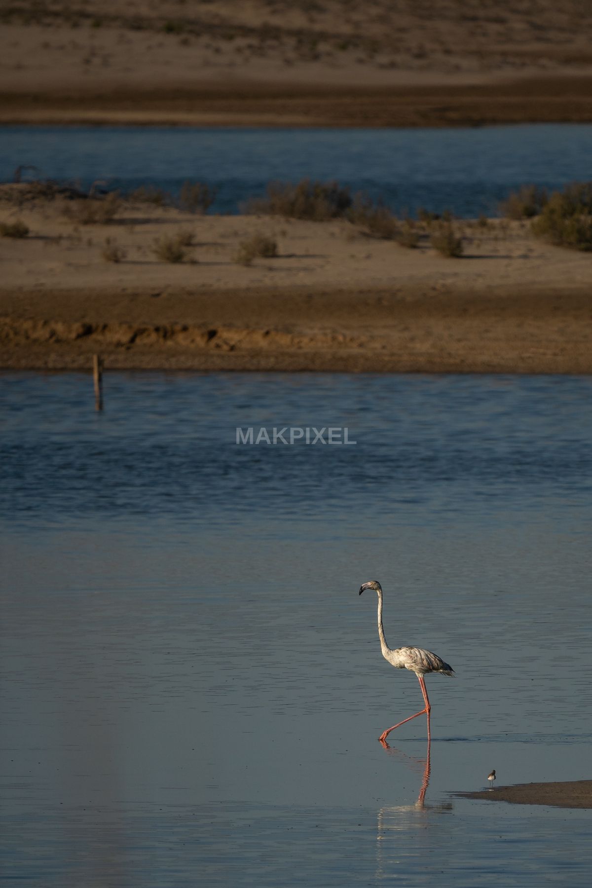 Flamingo Wading Al Wathba Wetland Reserve | Tranquil Bird Reflection - 2444×3666 stock photo