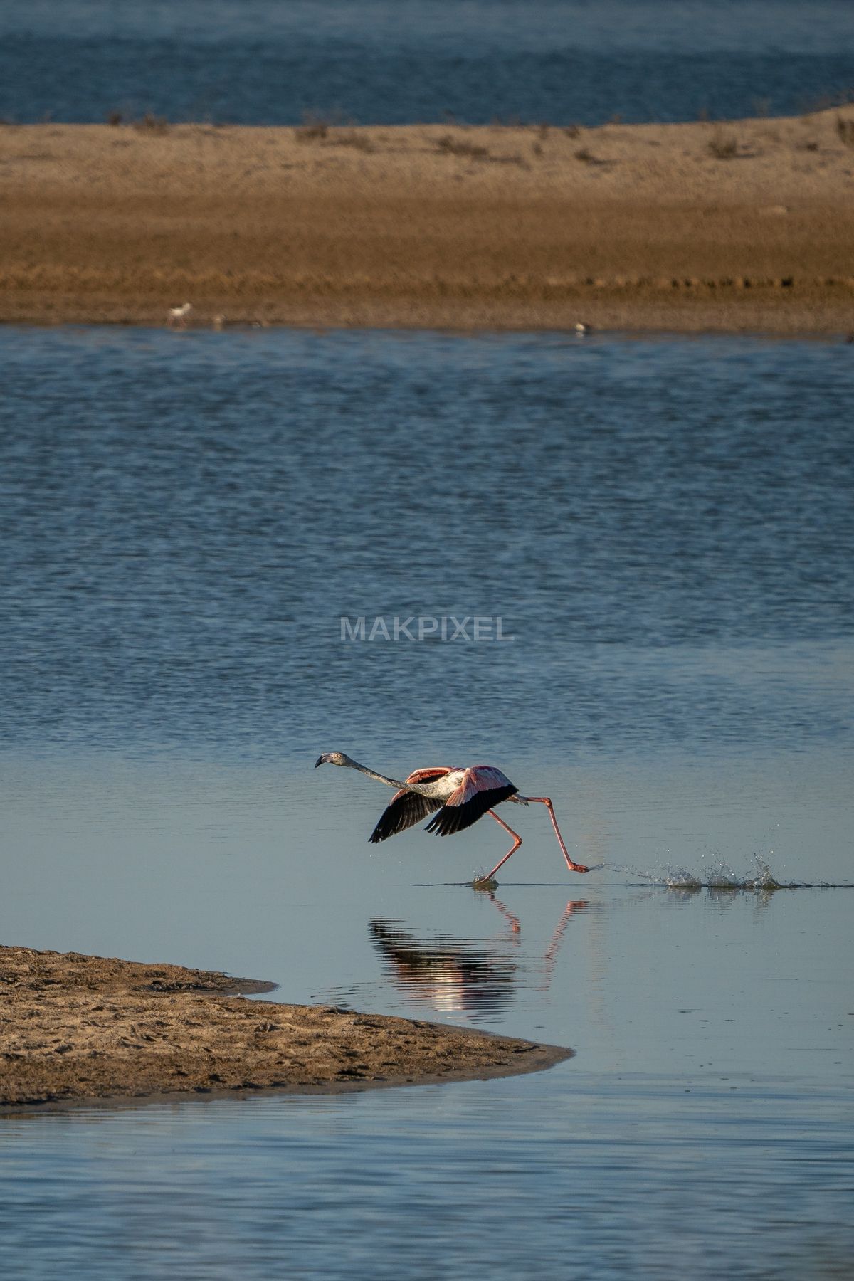 Flamingo Wading Al Wathba Wetland Reserve - 2444×3666 stock photo