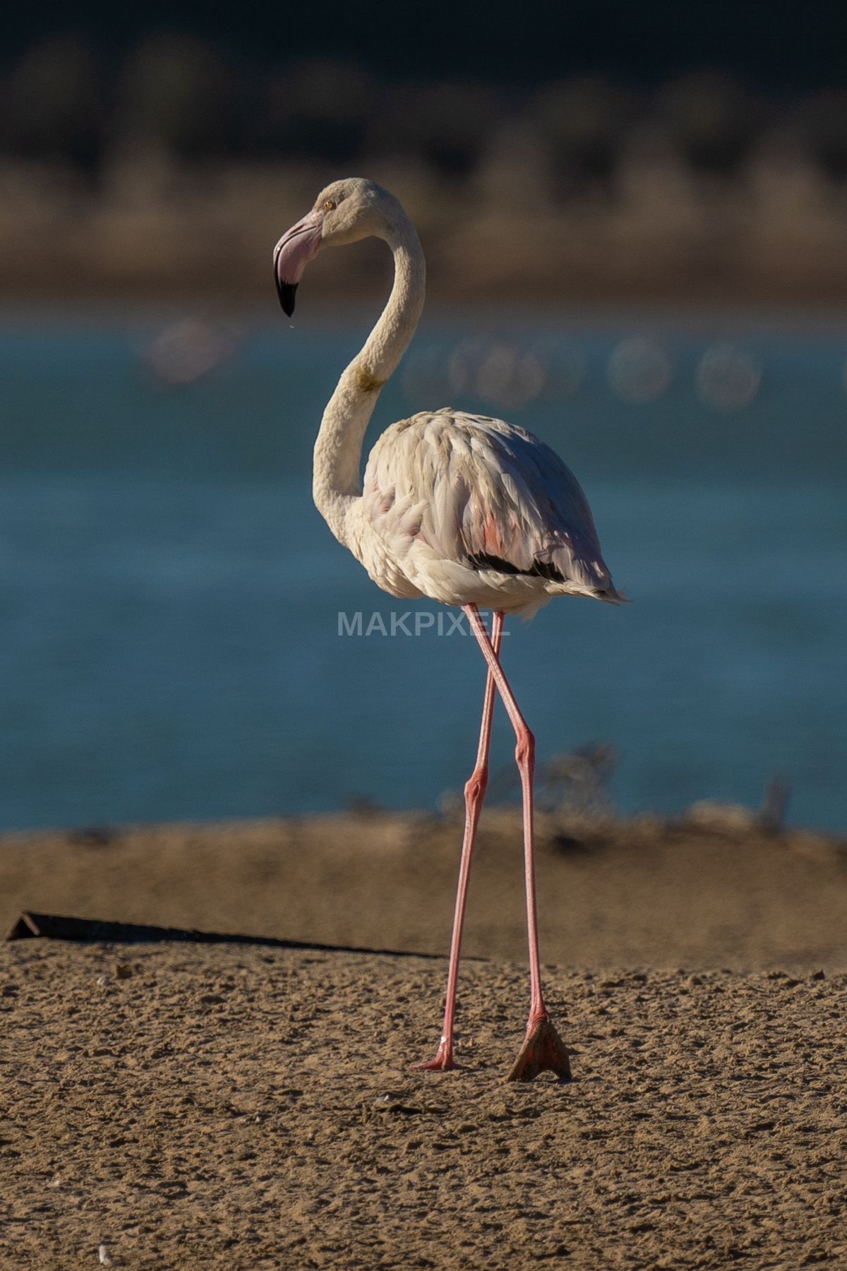 Greater Flamingo Portrait Al Wathba Wetland Reserve - 1344×2016 stock photo