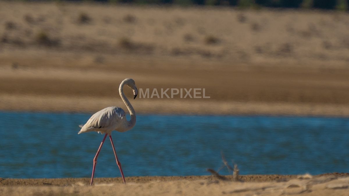 Flamingo Portrait Al Wathba Wetland Reserve - 2265×1274 stock photo
