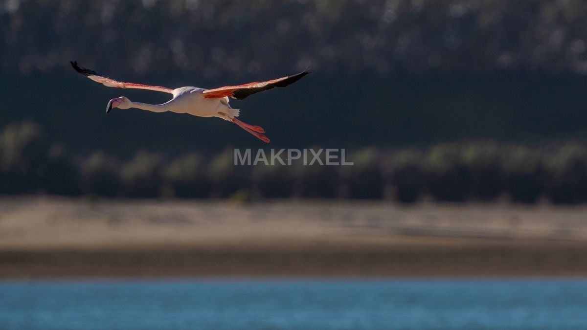 Flamingo in Flight Al Wathba Wetland Reserve - 2434×1369 stock photo