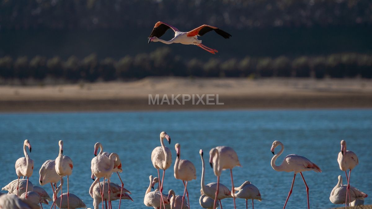 Flamingo in Flight Al Wathba Wetland Reserve | Pink Bird Wingspread - 3810×2143 stock photo