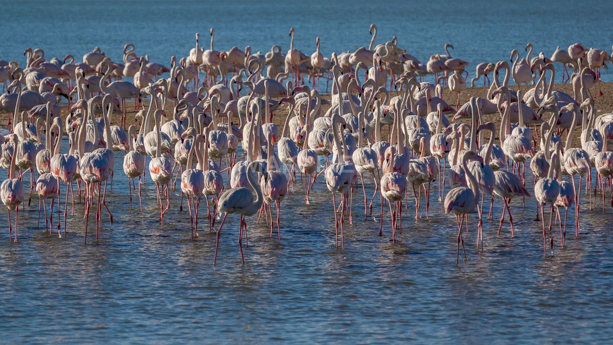 Flock of Flamingos Al Wathba Wetland Reserve | Group of Wading Birds - 3936×2214 stock photo