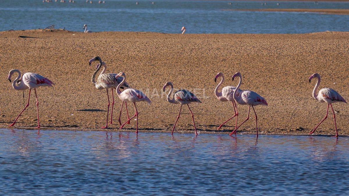 Flock of Flamingos Al Wathba Wetland Reserve | Abu Dhabi UAE - 3322×1869 stock photo