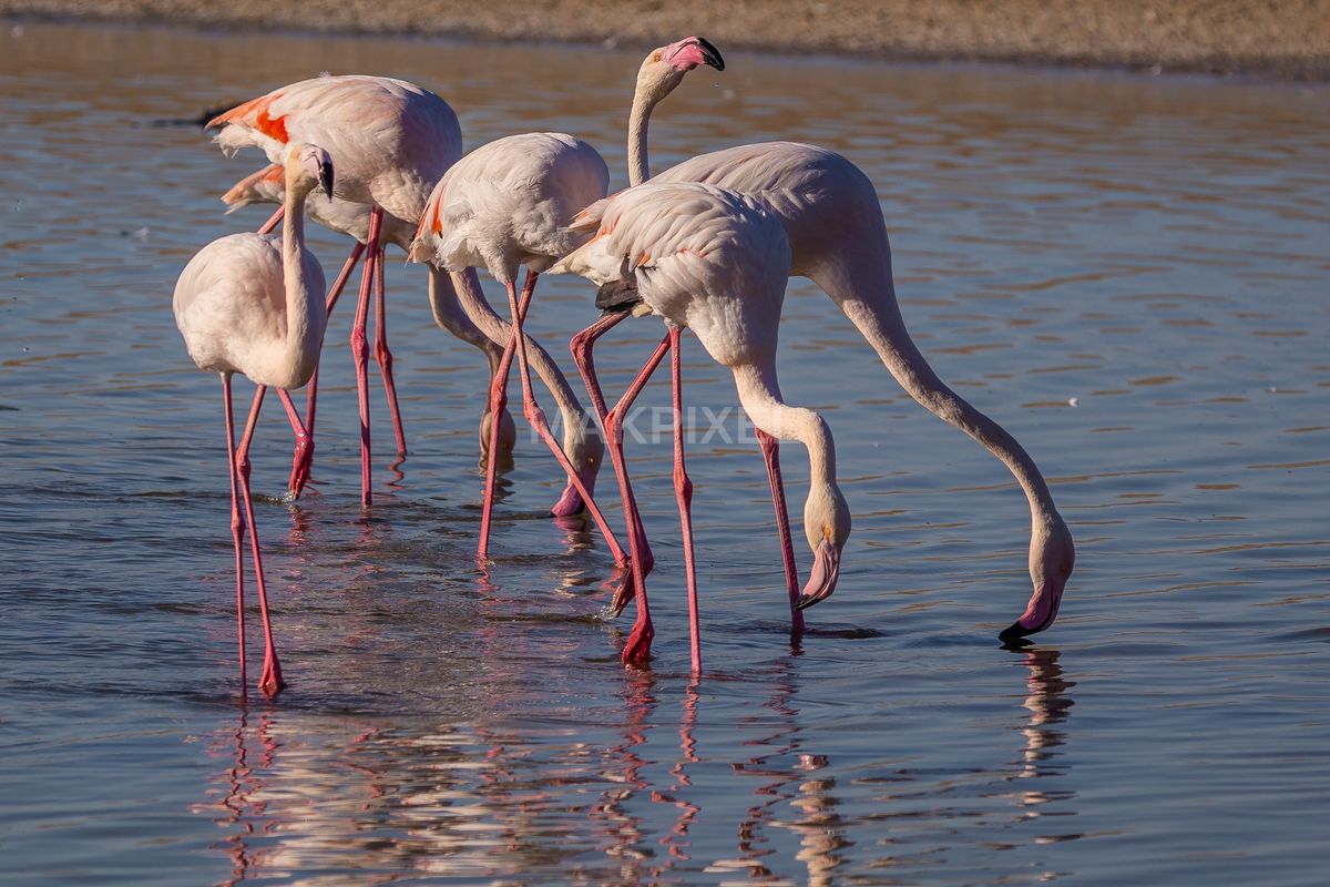Flamingos Feeding Al Wathba Wetland Reserve | Closeup Flock - 3155×2103 stock photo