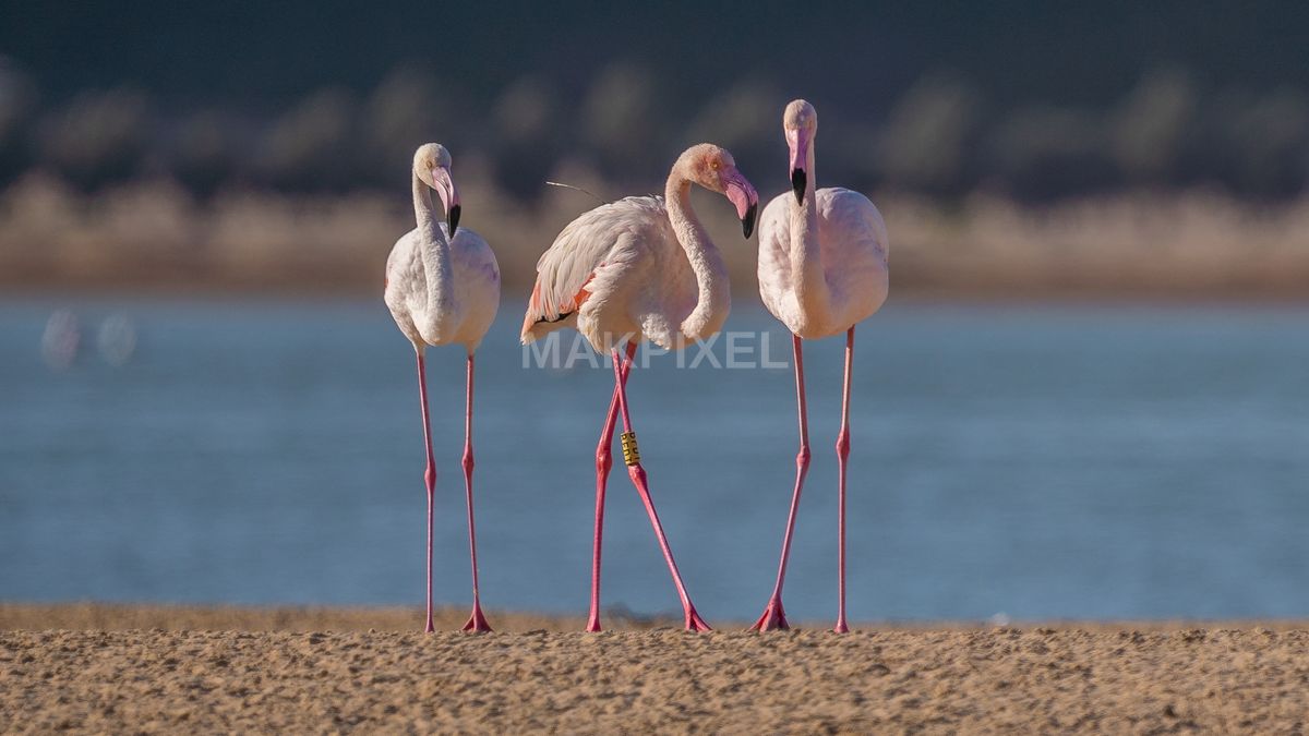 Flamingos Feeding Al Wathba Wetland Reserve | Closeup Flock - 2601×1463 stock photo