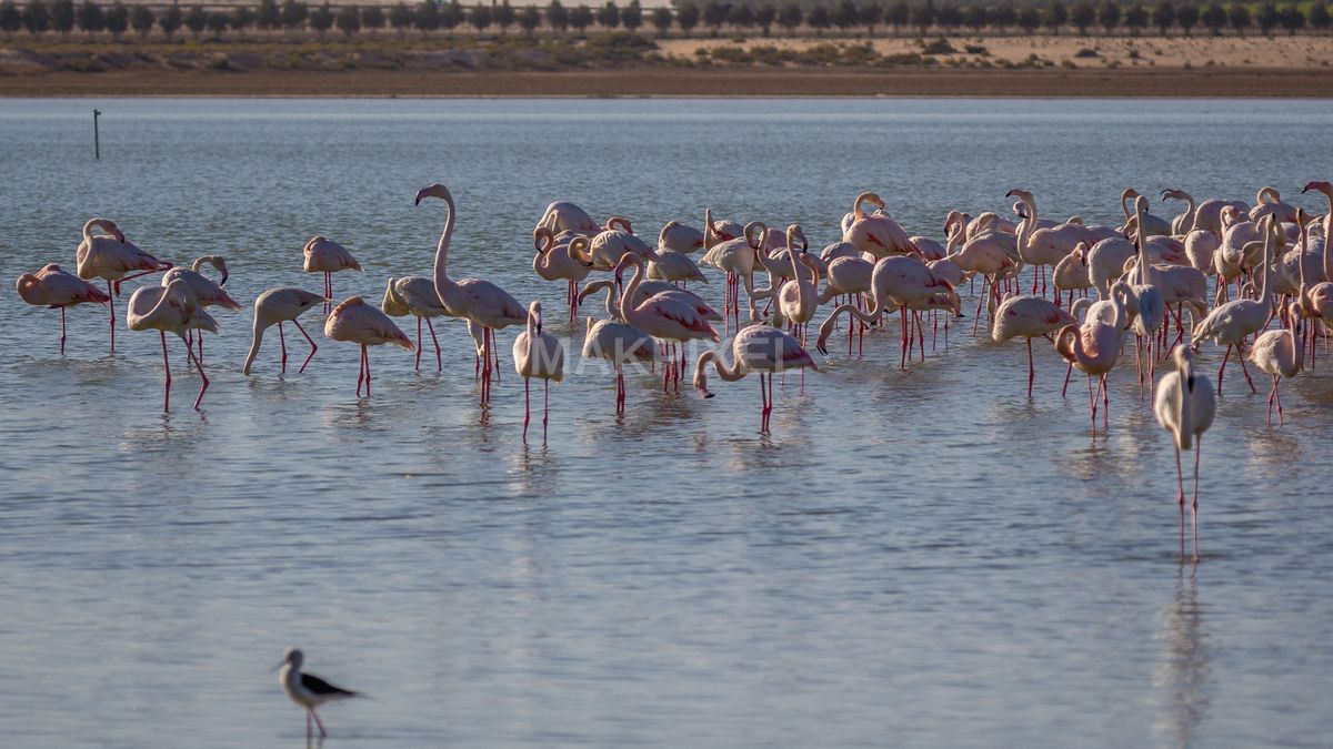 Flamingos Feeding Al Wathba Wetland Reserve | Closeup Flock - 3927×2209 stock photo