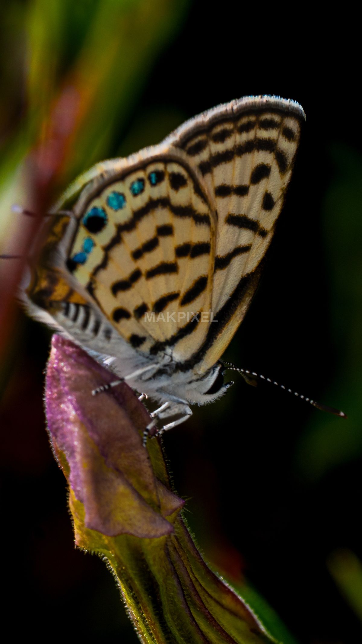 A7R03851.jpg Photography - 2103×3738 stock photo