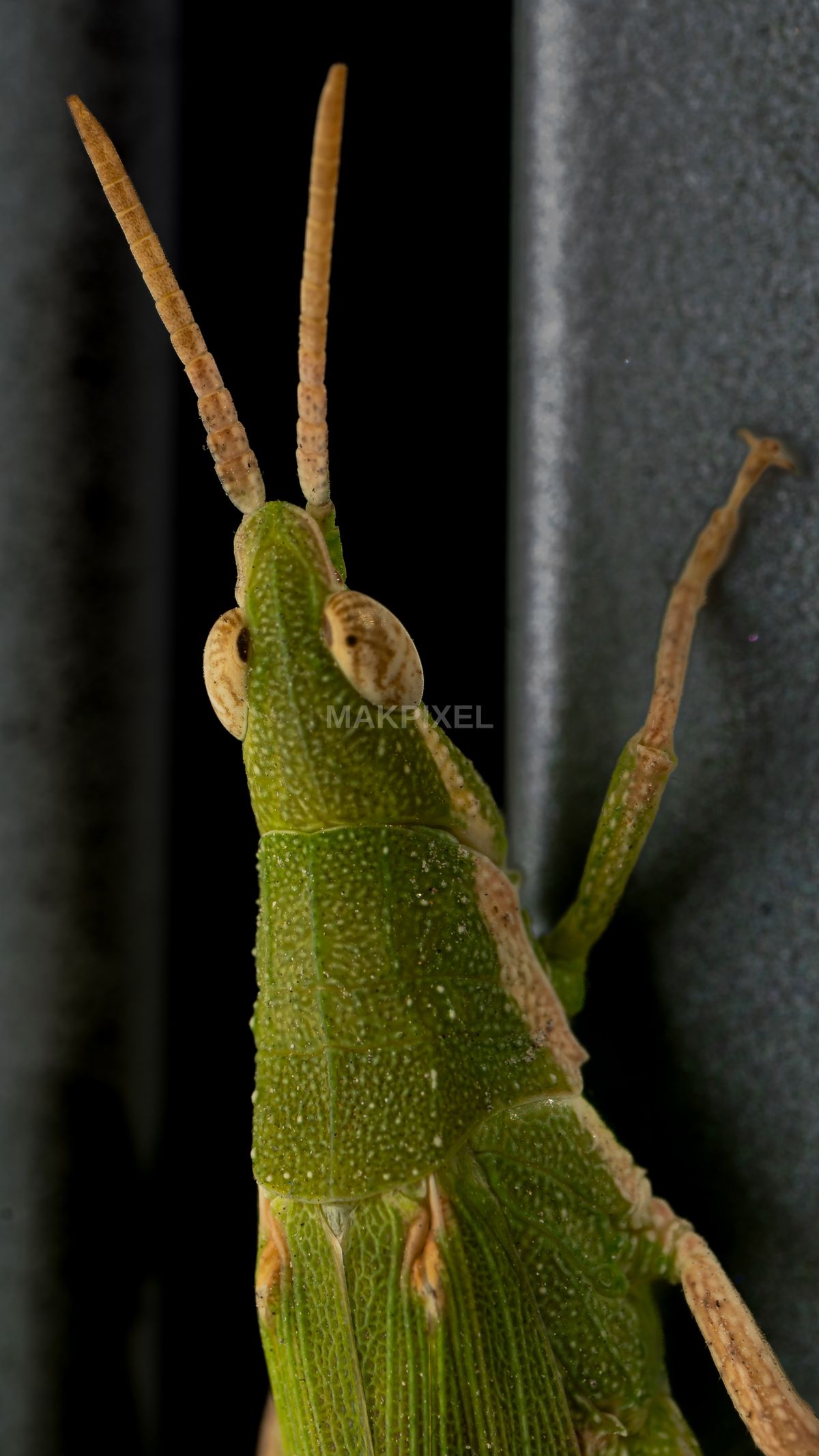 A7R03865.jpg Photography - 2865×5093 stock photo