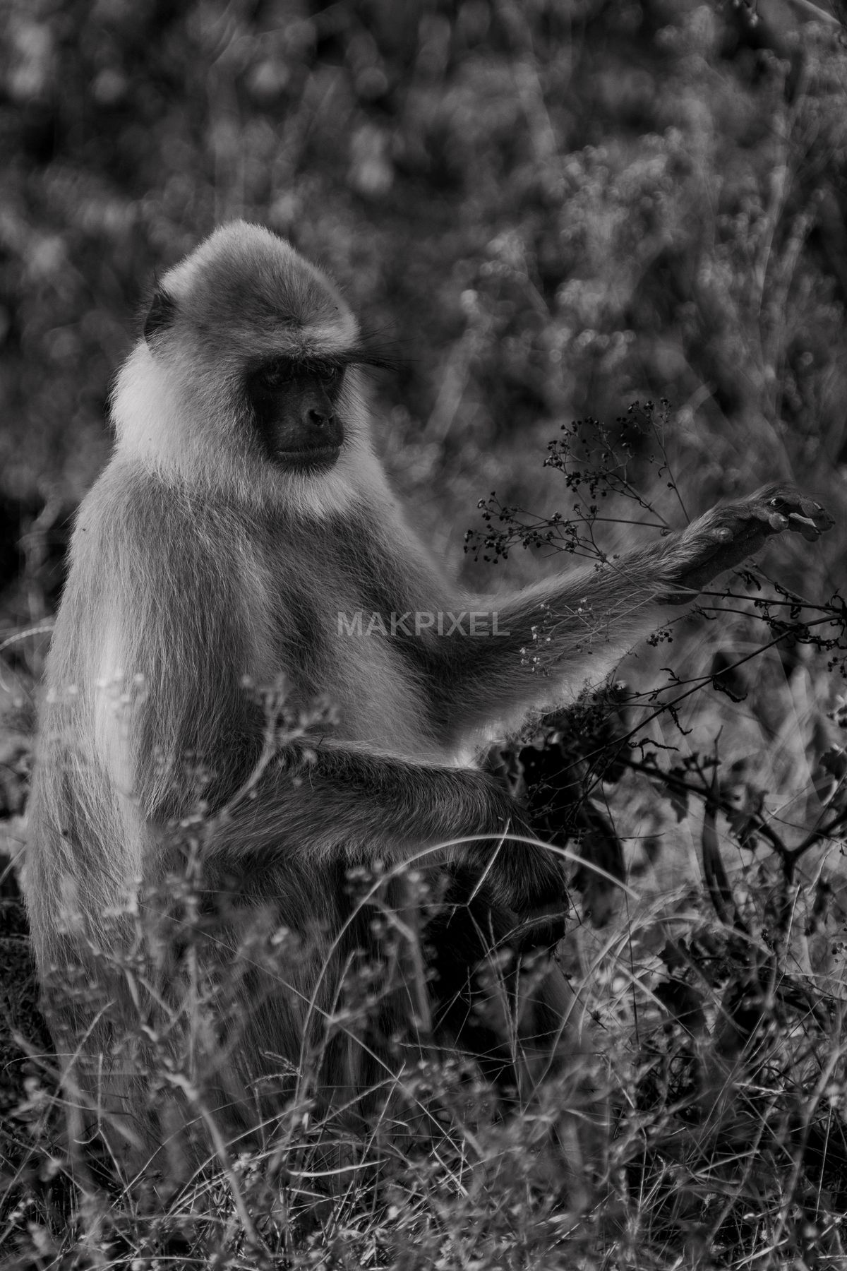 A7R01548.jpg Photography - 3135×4702 stock photo