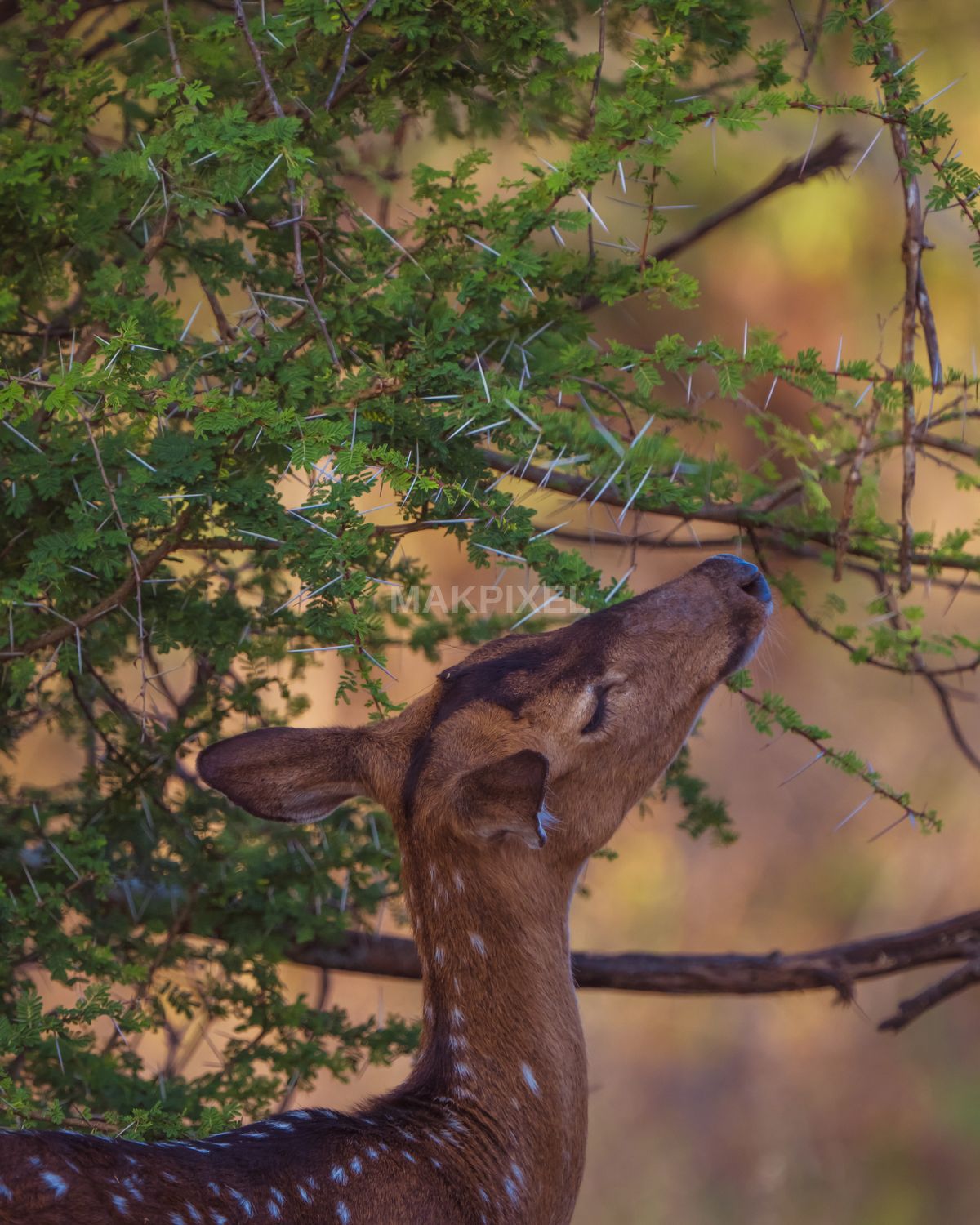 A7R01582.jpg Photography - 4236×5295 stock photo