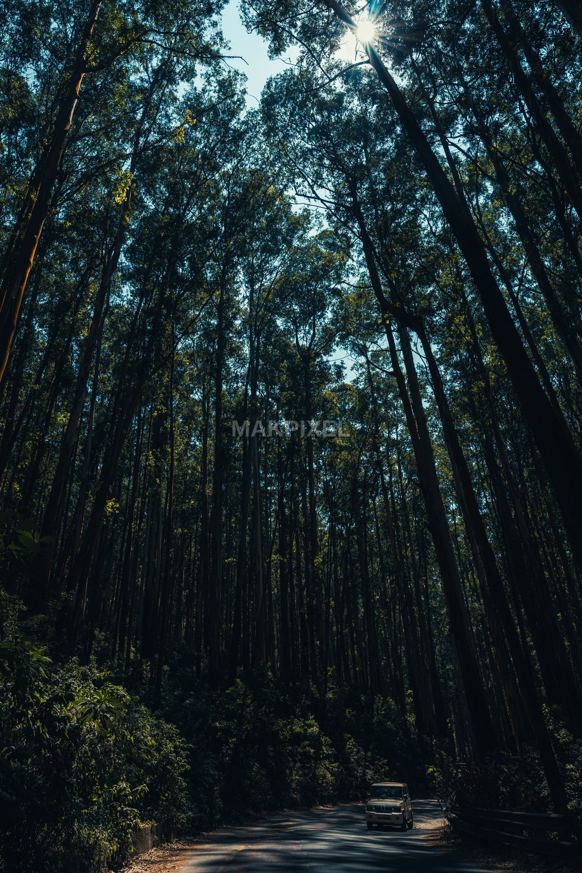 Ooty Eucalyptus Forest Tall Trees Road Nilgiris Tamil Nadu - 5305×7957 stock photo