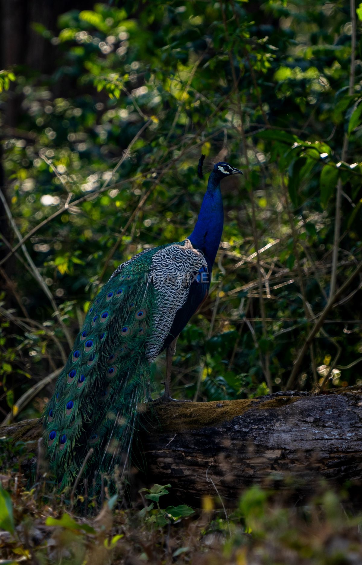 Indian Peacock Peafowl Perched Forest Wildlife Ooty Tamil - 2831×4406 stock photo