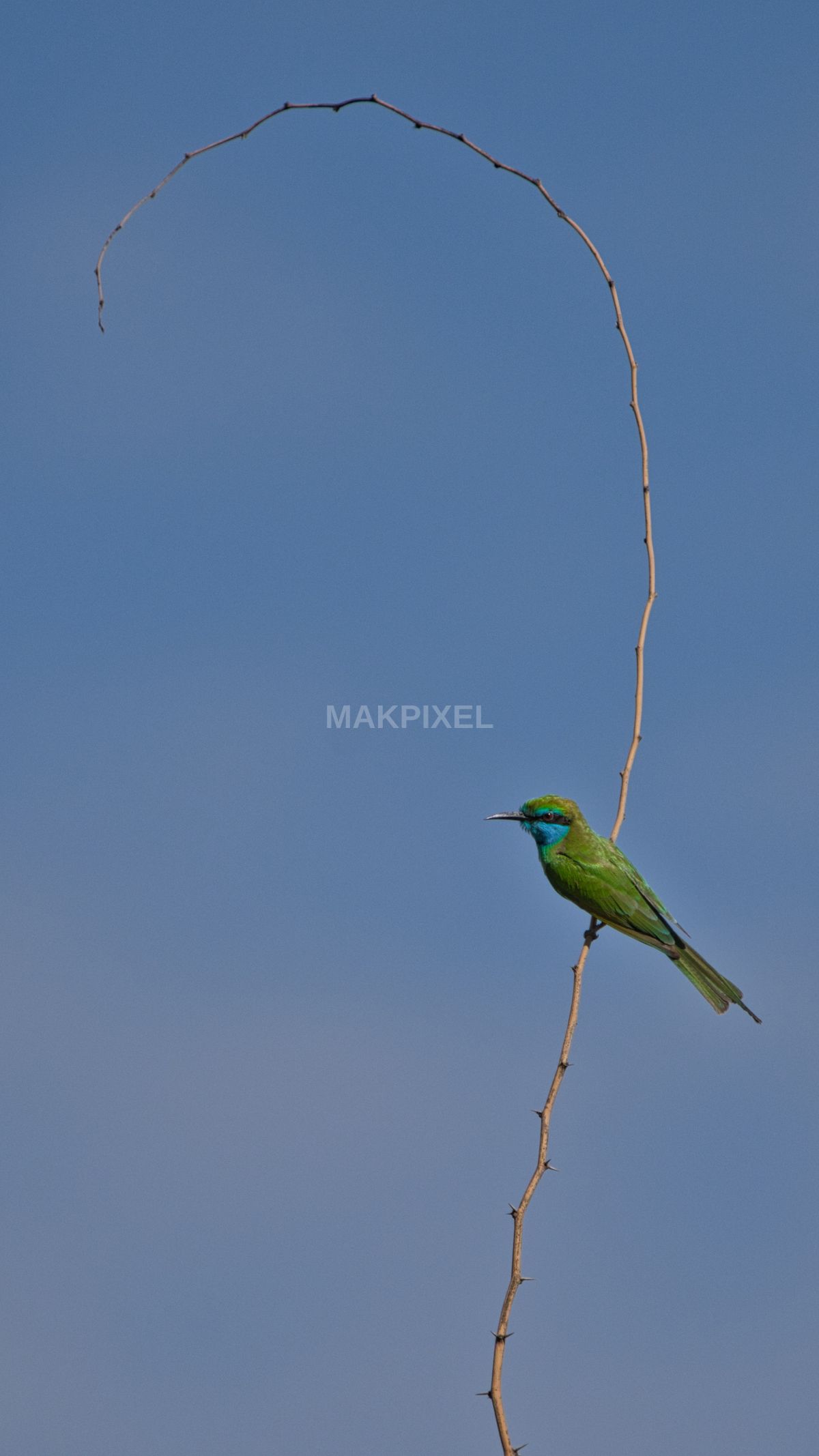 bird test one #1 - 2636×4687 stock photo