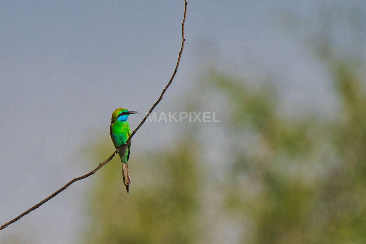 bird test one #2 - 3282×2187 stock photo