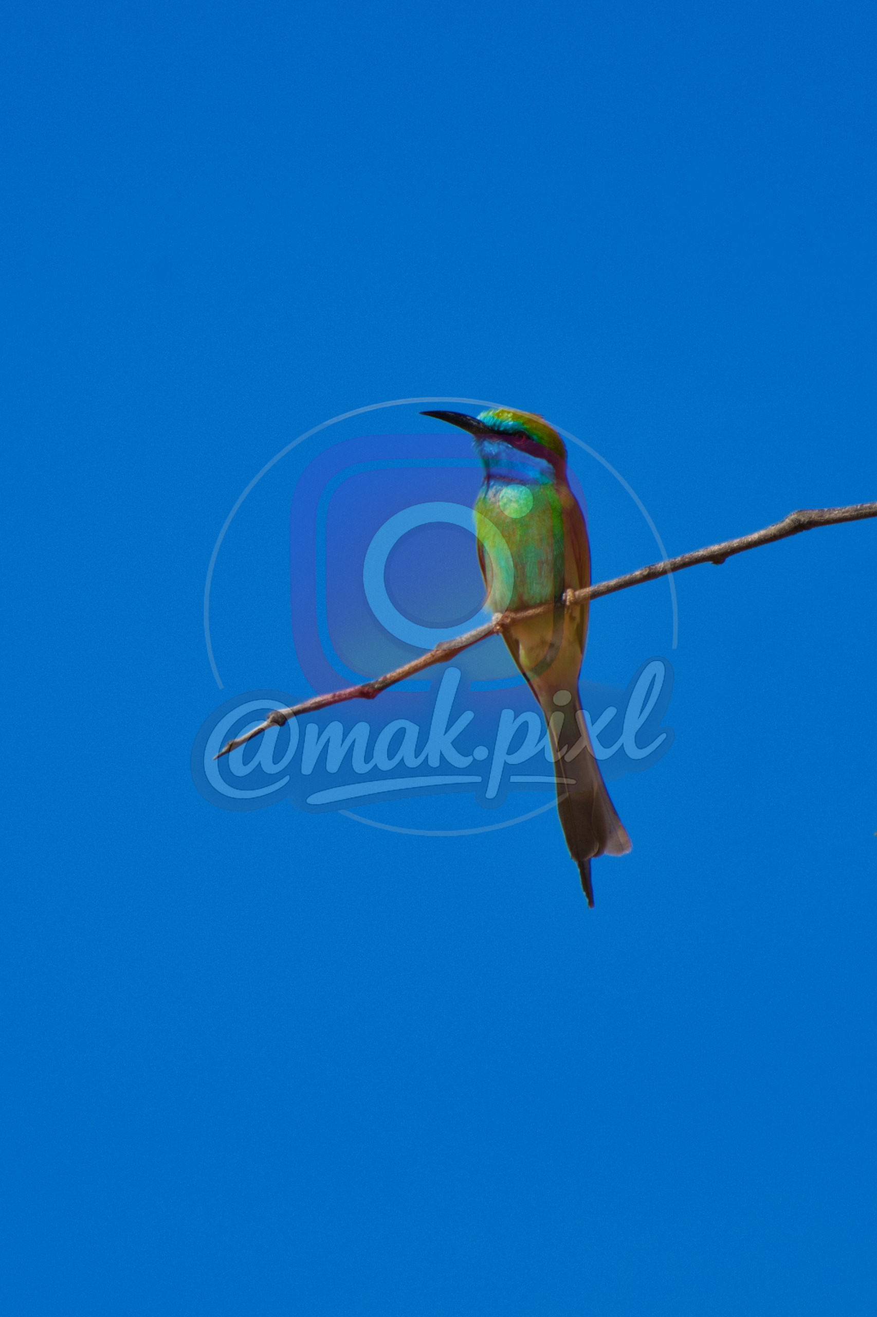 uae wild life birds in rak 1