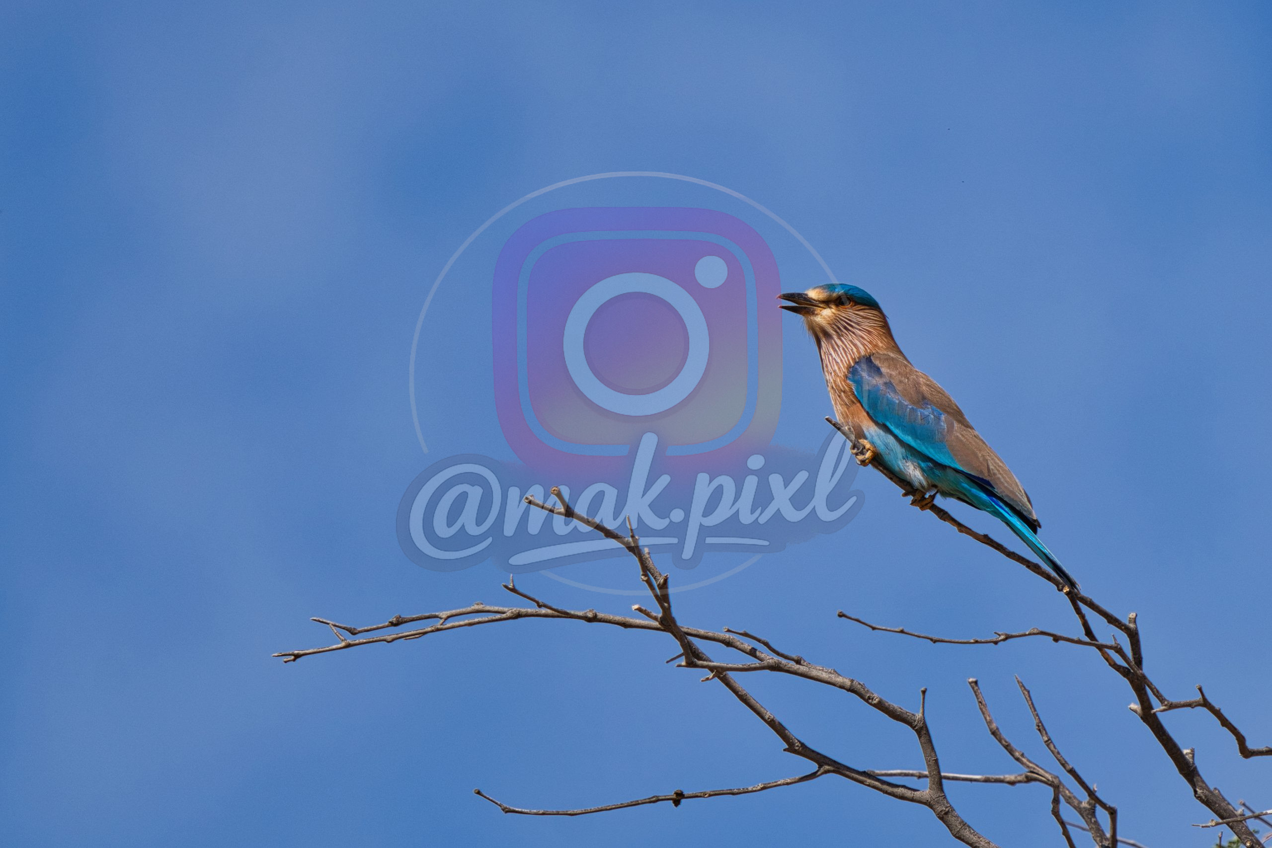 uae wild life birds in rak 3