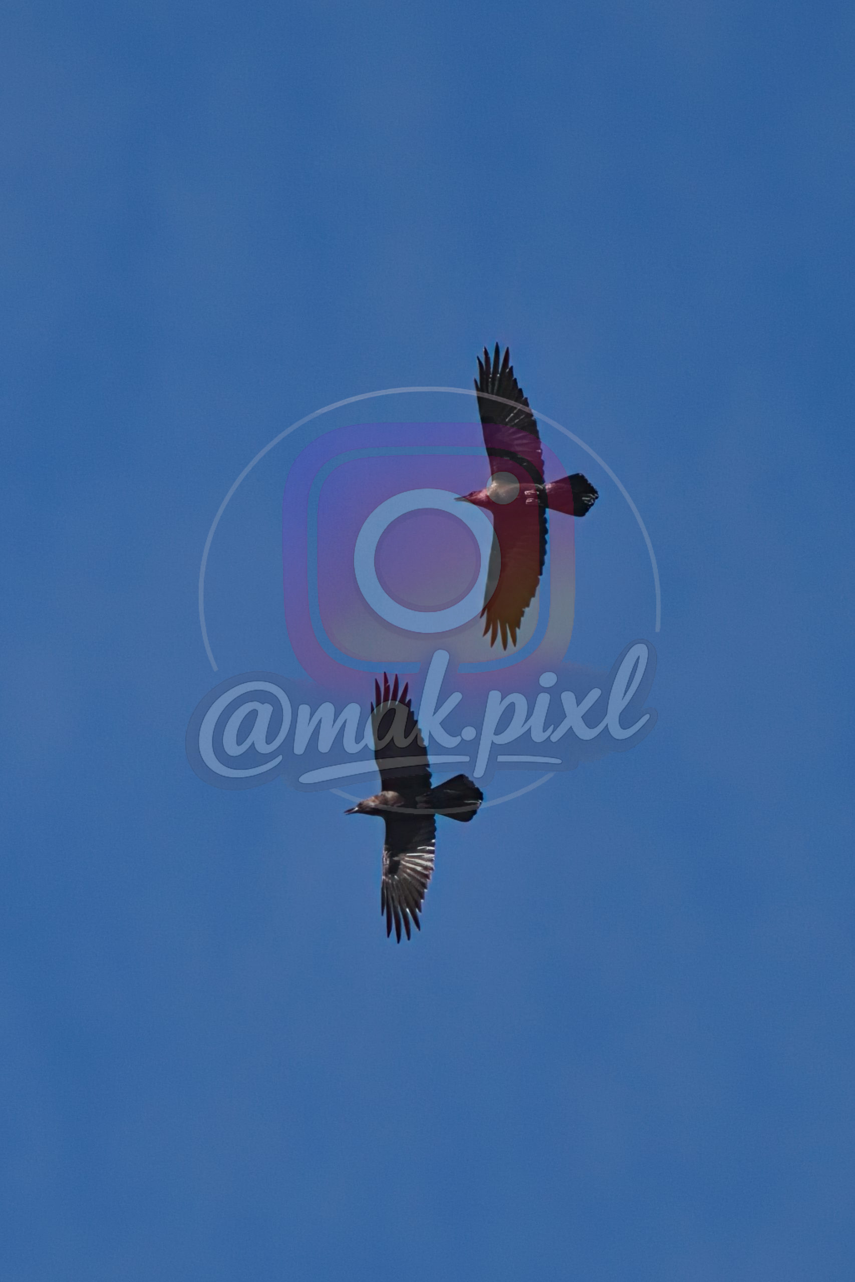 uae wild life birds in rak