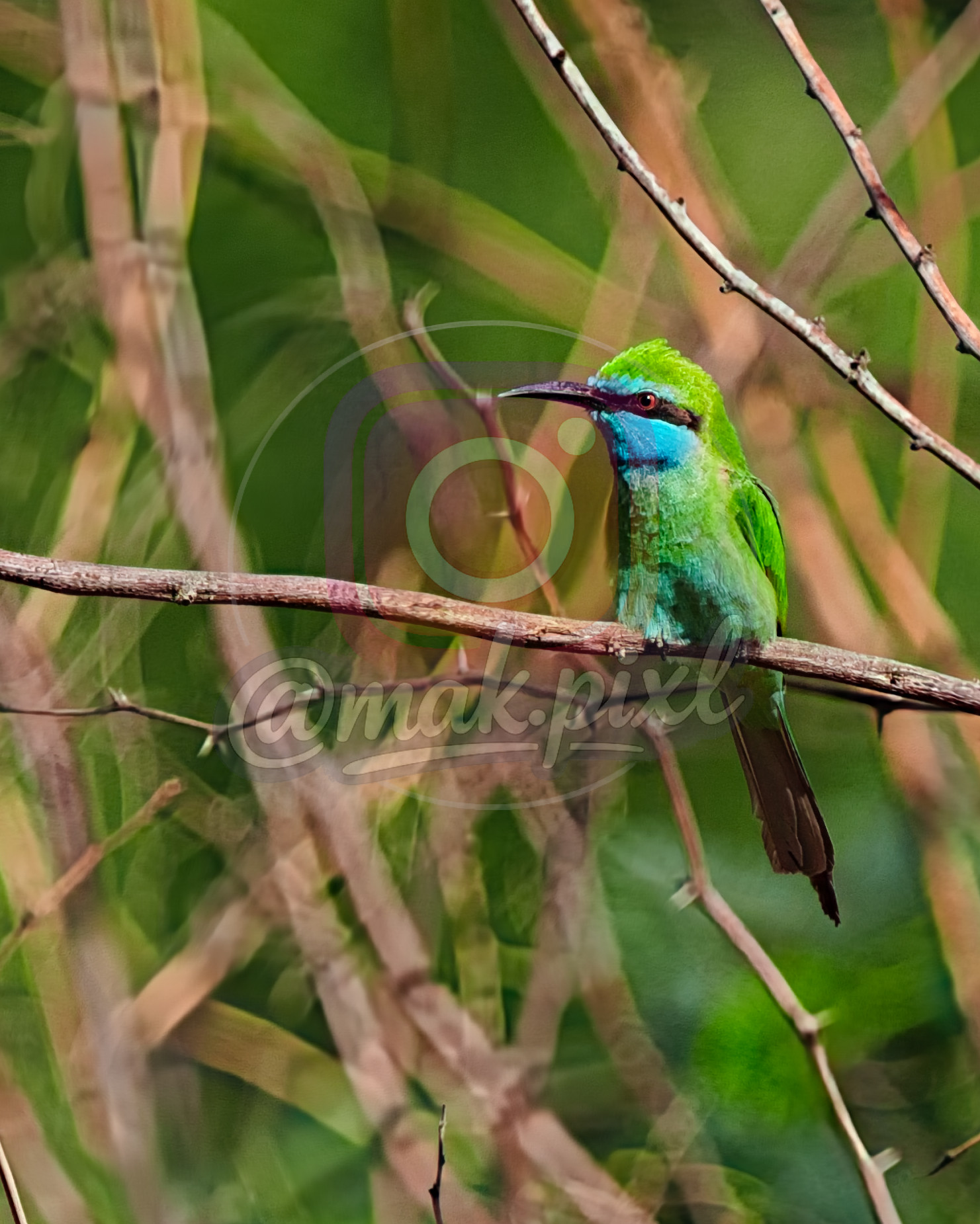 vibrant green bird perched